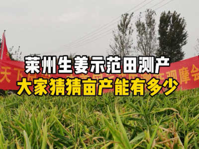 莱州生姜示范田测产 大家猜猜亩产是多少 ()