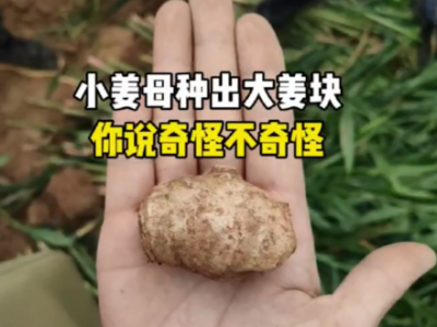 小姜母种出大姜块 你说奇怪不奇怪 ()