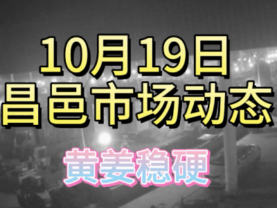 10月19日 昌邑生姜交易实况（黄姜稳硬） ()