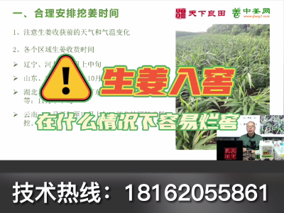 生姜在什么情况下容易烂窖？ ()