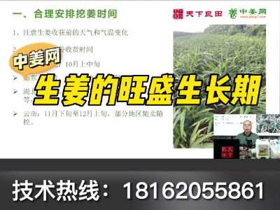 生姜的旺盛生长期 ()