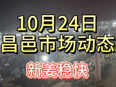 10月24日 昌邑生姜交易实况（新姜稳快） ()