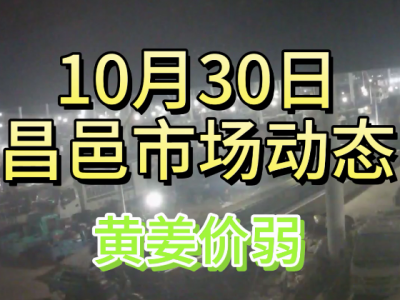 10月30日 昌邑生姜交易实况（黄姜价弱） ()