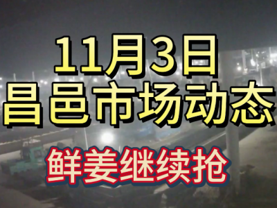 11月3日 昌邑生姜交易实况（鲜姜继续抢货） ()