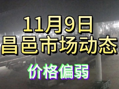 11月9日 昌邑生姜交易实况（价格偏弱） ()