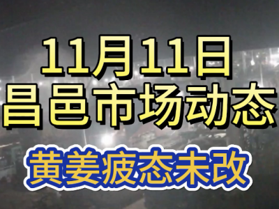 11月11日 昌邑生姜交易实况（黄姜价疲） ()