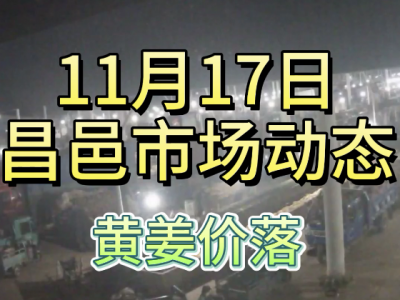 11月17日 昌邑生姜交易实况（黄姜价落） ()