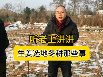 听老王讲讲生姜选地冬耕那些事 ()