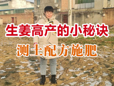 生姜高产的小秘诀：测土配方施肥 ()