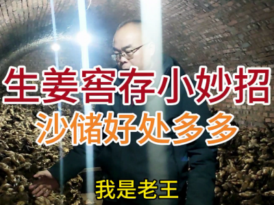 生姜窖存小妙招：用沙储存好处多多！ ()