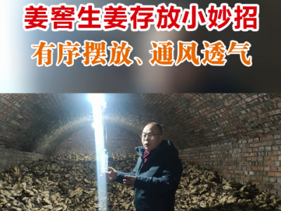 姜窖生姜存放小妙招--有序摆放、通风透气 ()