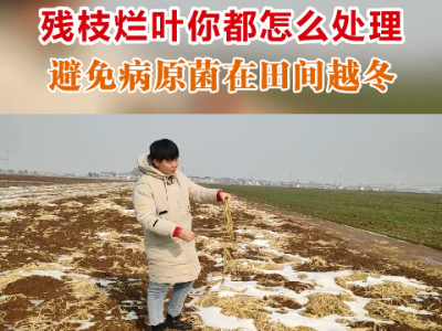 残枝烂叶你都怎么处理？--避免病原菌在田间越冬 ()