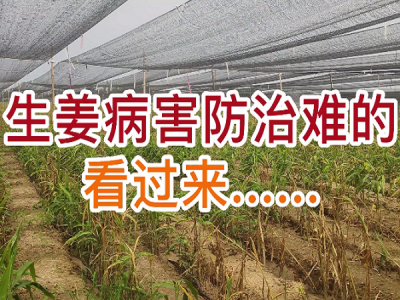 生姜病害防治难的看过来.... ()
