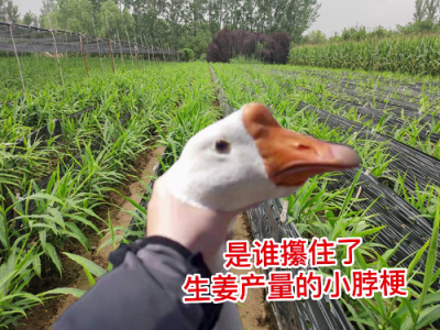 是谁攥住了生姜产量的小脖梗！！要想高产姜友必看 ()