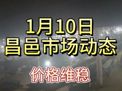 1月10日 昌邑生姜交易实况（价格维稳） ()