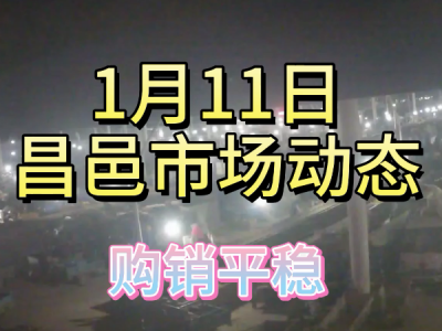 1月11日 昌邑生姜交易实况（购销平稳） ()