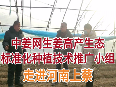 中姜网生姜高产生态标准化种植技术推广小组走进河南上蔡 ()