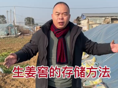 生姜简易窖的储存方法 ()