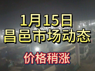 1月15日 昌邑生姜交易实况（价格稍涨） ()