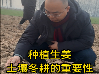 生姜种植：土壤冬耕的重要性 ()