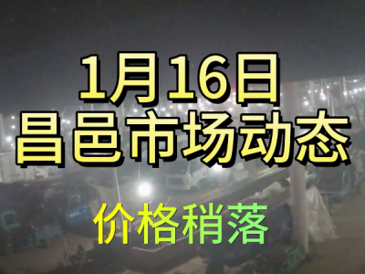 1月16日 昌邑生姜交易实况（价格稍落） ()