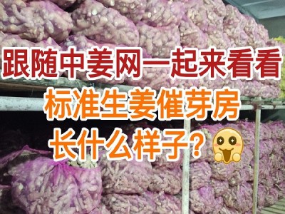 跟随中姜网一起来看看标准生姜催芽房长什么样子 ()