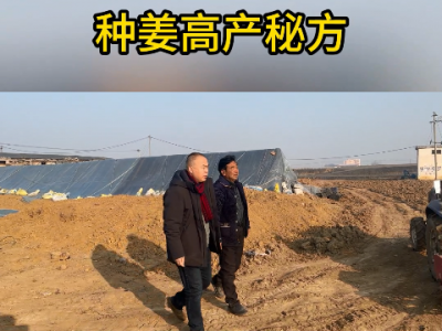 种姜高产秘方 ()