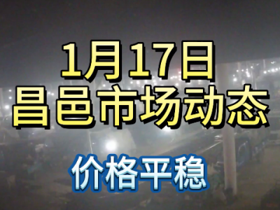 1月17日 昌邑生姜交易实况（价格平稳） ()