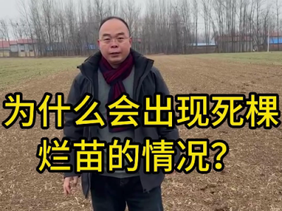 为什么会出现死棵烂苗的情况 ()