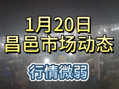 1月20日 昌邑生姜交易实况（行情微弱） ()