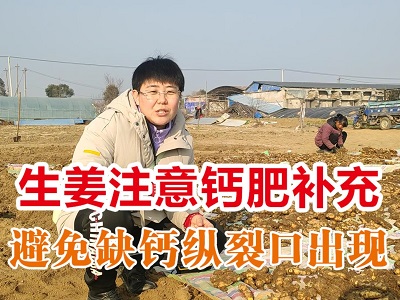 生姜注意钙肥补充 避免缺钙纵裂口出现 ()