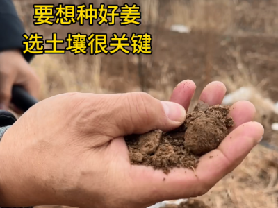 要想种好姜 选士壤很关键 ()
