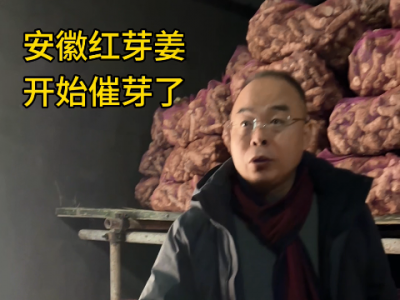 安徽红芽姜 开始催芽了 ()