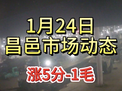 1月24日 昌邑生姜交易实况（涨5分-1毛） ()