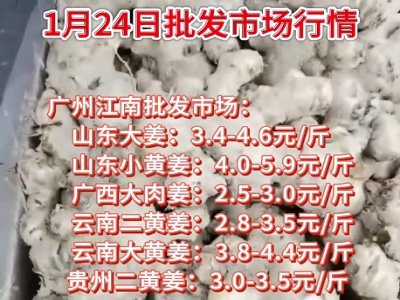 1月24日广州江南批发市场生姜价格行情 ()