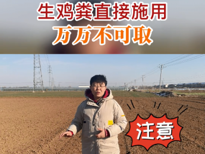 生鸡粪万万不可直接施用 ()