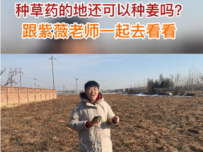 种草药的地还可以种姜吗？ ()