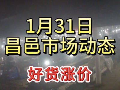 1月31日 昌邑生姜交易实况（好货涨价） ()