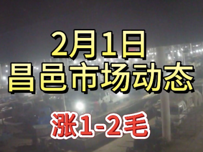 2月1日 昌邑生姜交易实况（涨1-2毛） ()