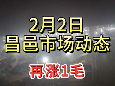 2月2日 昌邑生姜交易实况（再涨1毛） ()