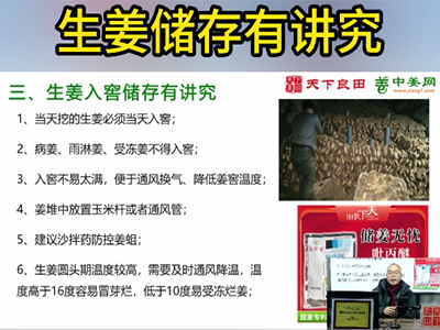生姜储存有讲究 ()