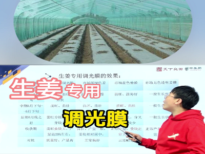 如何利用生姜专用调光膜提质增产？ ()