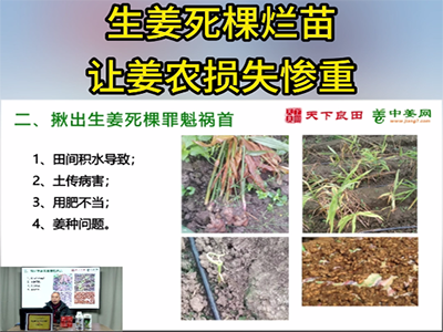 生姜死棵烂苗，让姜农损失惨重 ()