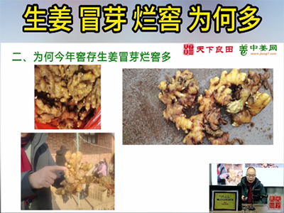 生姜冒芽烂窖为何多？ ()