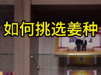 如何挑选姜种？ ()