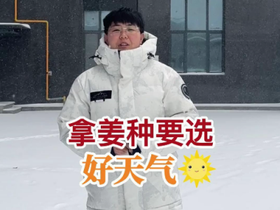 拿姜种要选好天气 ()