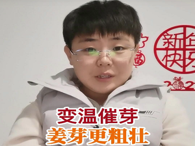 变温催芽 姜芽更粗壮！ ()
