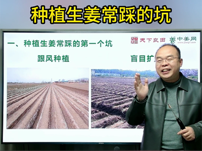 种植生姜长踩的坑！ ()