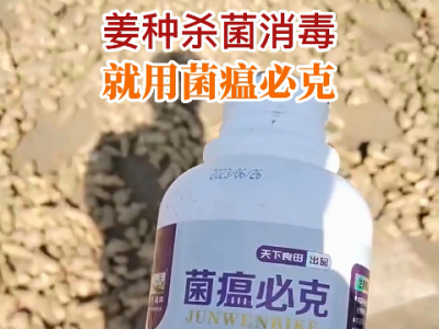 姜种杀菌消毒 就用菌瘟必克 ()