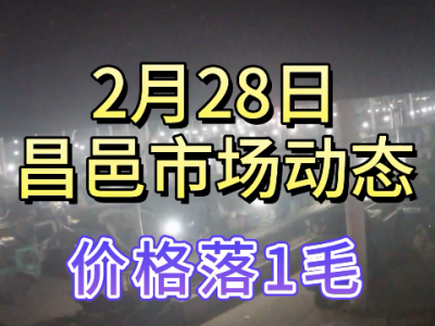 2月28日 昌邑生姜交易实况（落价1毛） ()